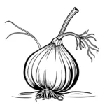 ציור קווי מציאותי של בצל יחיד עם שורשים ונבטים, דף צביעה